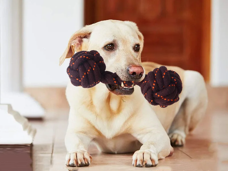 Hoe je honden kauwspeelgoed kiest？